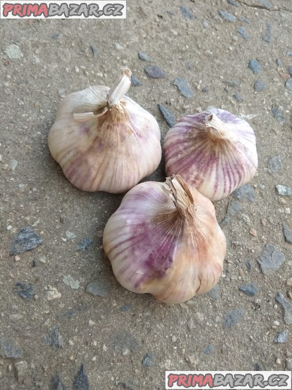 Český česnek