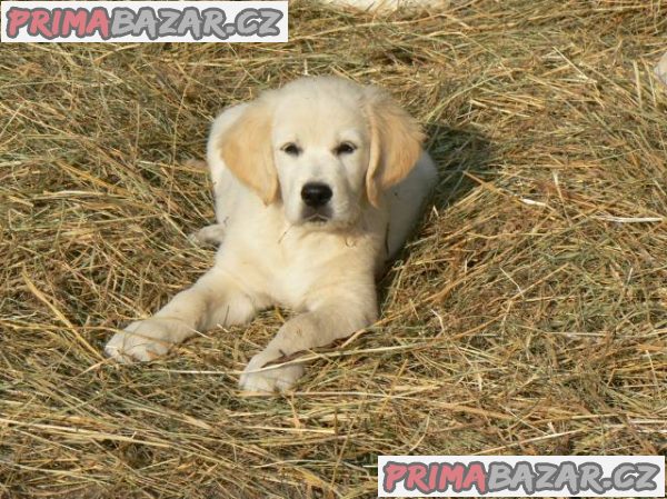 Golden retriever s PP - štěňata /zlatý retrívr/ – fotografie 1