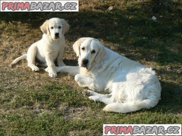 Golden retriever s PP - štěňata /zlatý retrívr/ – fotografie 2