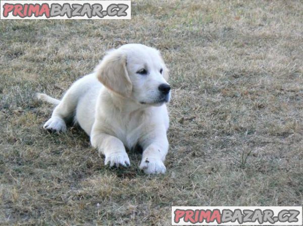 Golden retriever s PP - štěňata /zlatý retrívr/ – fotografie 3
