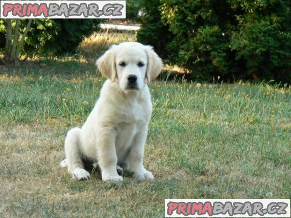 Golden retriever s PP - štěňata /zlatý retrívr/ – fotografie 4