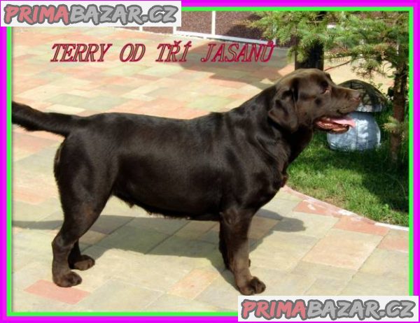 Labradorský retriever – fotografie 3