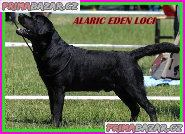 Labradorský retriever – fotografie 4