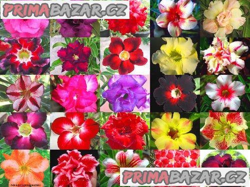 Adenium mix - sazenice 8 -10 cm