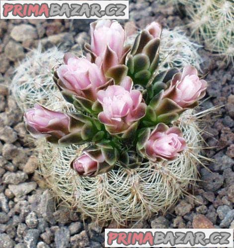 kaktus Gymnocalycium  bruchiii v. albispinum - semena