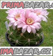 Kaktus  Gymnocalycium schuetzianum - semena
