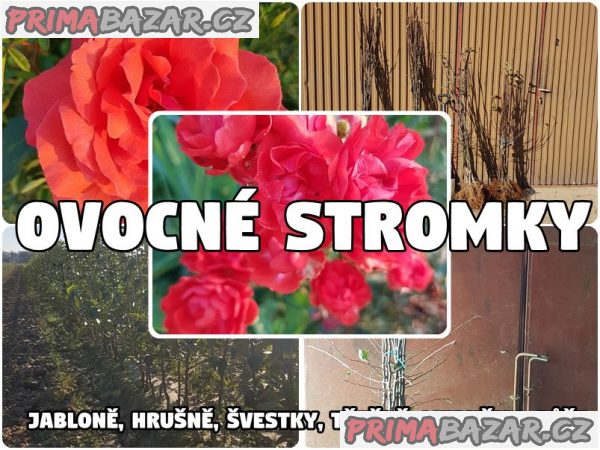 Ovocné stromky Polsko-Výrobce-Velkoobchod: jabloně, hrušně, švestky, třešně, meruňky, růže