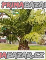Jubaea chilensis - sazenice