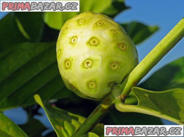 Noni citrusolistá - semena