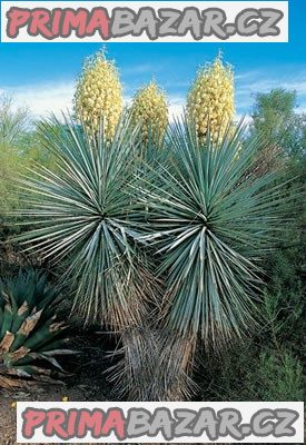 Yucca Ridiga - semena