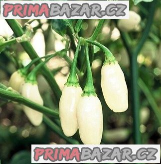 Chilli Habanero White - semena