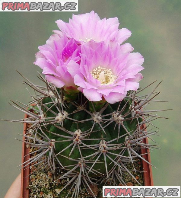 Gymnocalycium horridispinum - semena