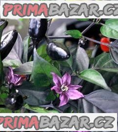 Chilli Royal black - semena