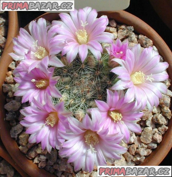 Krainzia stampferi - semena