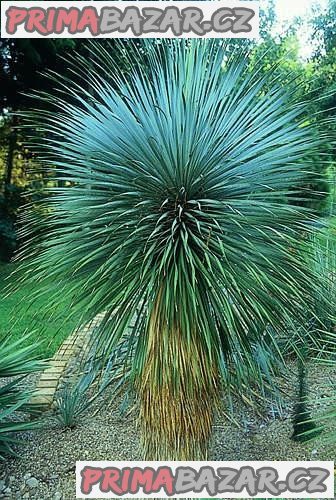 Yucca Rostrata - semena