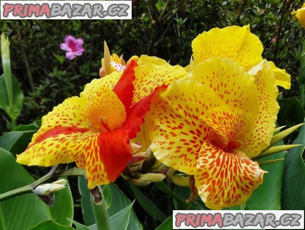 Canna indica - semena