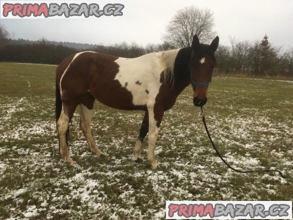 Klisna 5 let APHxVPK – fotografie 3