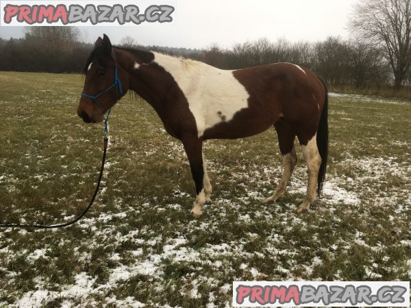 Klisna 5 let APHxVPK – fotografie 5