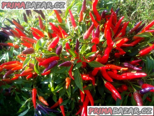 Chilli Sangria Ornamental  - semena