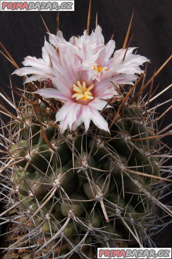 Eriosyce taltalensis - semena