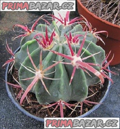 Ferocactus recurvus - semena