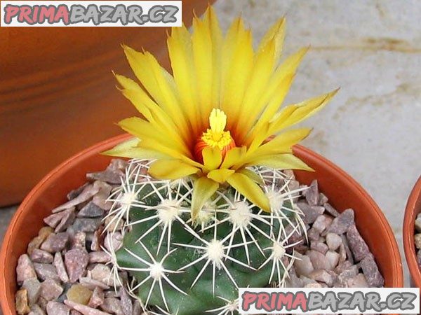 Coryphantha obscura - semena
