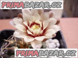 Gymnocalycium Knoli - semena