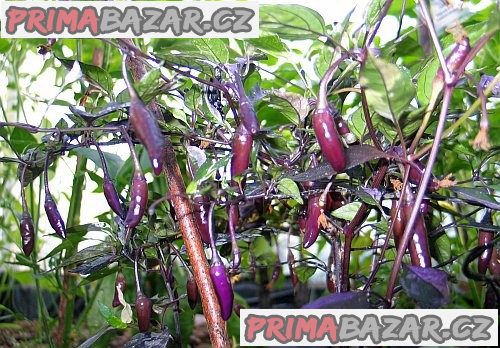 Chilli fluorescent purple - semena