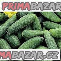 Okurka Verde Foggiano - semena