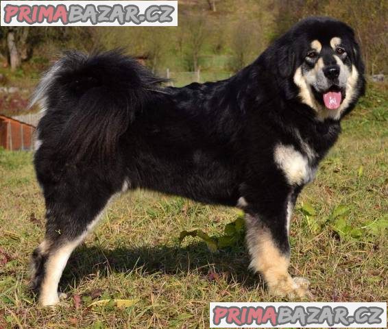 Tibetská doga – fotografie 3