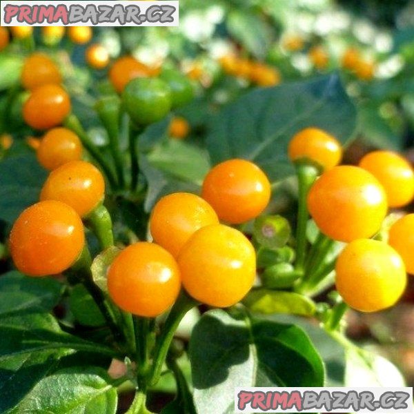 Chilli Aji charapita - semena