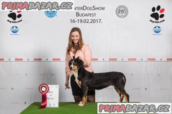 Entlebušský salašnícky pes – fotografie 3