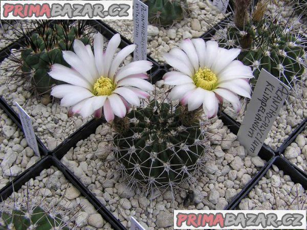 Acanthocalycium klimpelianum - semena