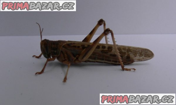 Krmný hmyz (Posíláme poštou) – fotografie 6