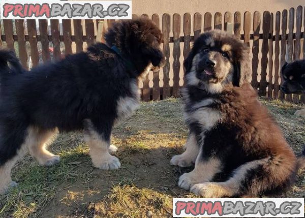 Tibetská doga - šteniatka zo zahraničného krytia – fotografie 3