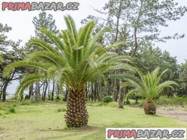 Phoenix canariensis - naklíčená semena