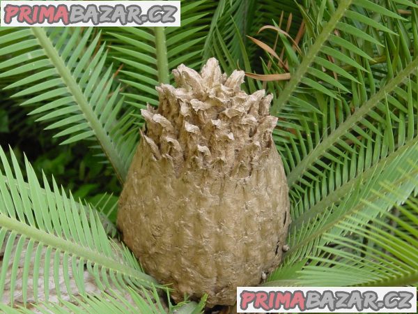 Cycas Dioon Edulis - naklíčené semeno