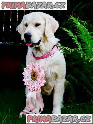 Prodám štěňátka Zlatý retrívr (Golden retriever) – fotografie 2