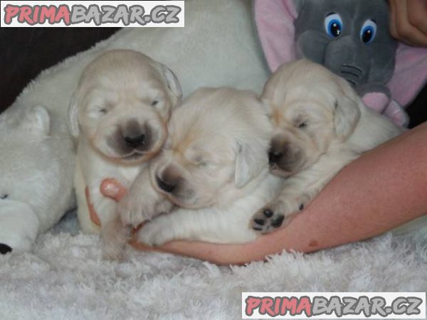 Prodám štěňátka Zlatý retrívr (Golden retriever) – fotografie 4