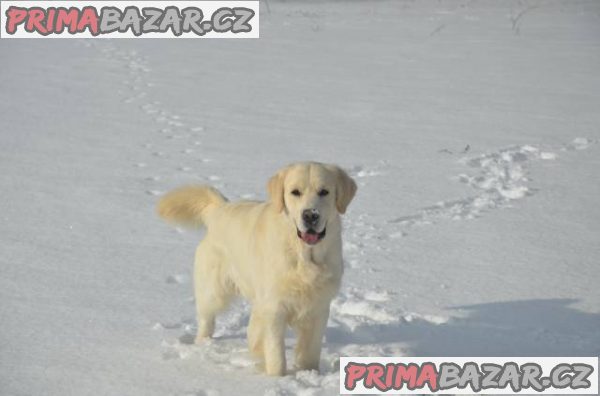 Prodám štěňátka Zlatých retrívrů s PP – fotografie 3