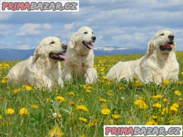 Prodám štěňátka Zlatých retrívrů s PP – fotografie 4