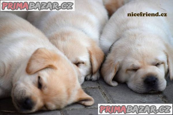 Štěňátka labradorů – fotografie 1