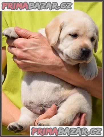 Štěňátka labradorů – fotografie 2