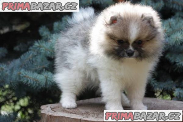 Pomeranian s PP – fotografie 1
