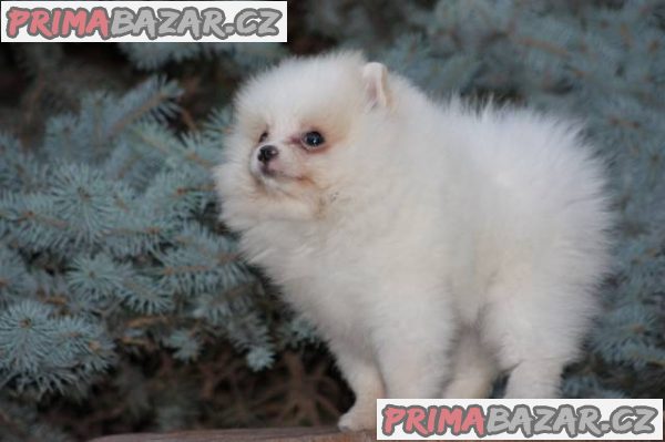 Pomeranian s PP – fotografie 2