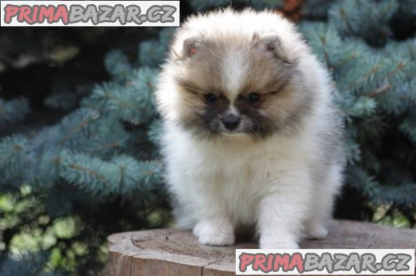 Pomeranian s PP – fotografie 3