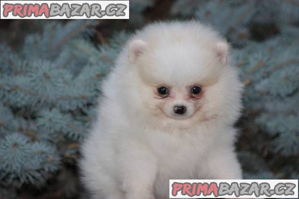 Pomeranian s PP – fotografie 4