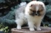 Pomeranian s PP