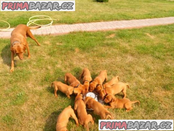 Štěně maďarského ohaře – fotografie 2