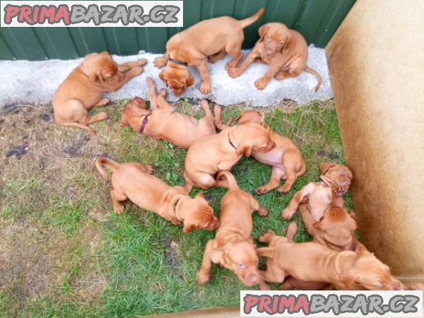 Štěně maďarského ohaře – fotografie 4